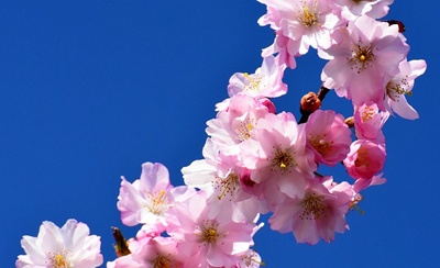 청와대 관람신청 예약 주차장 소요시간