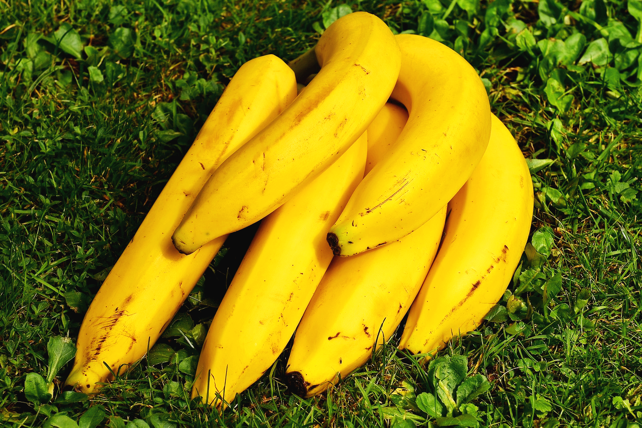 바나나 영양성분