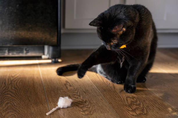 고양이가 긁는 이유