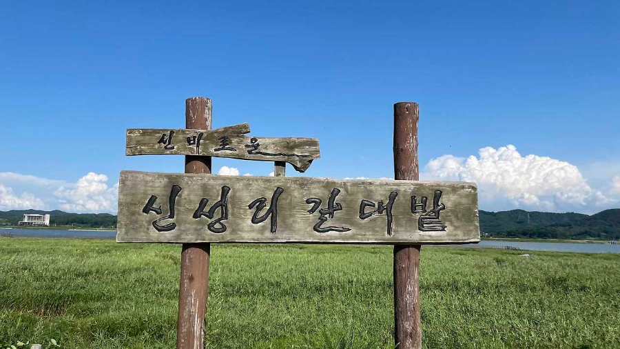 신성리 갈대밭
