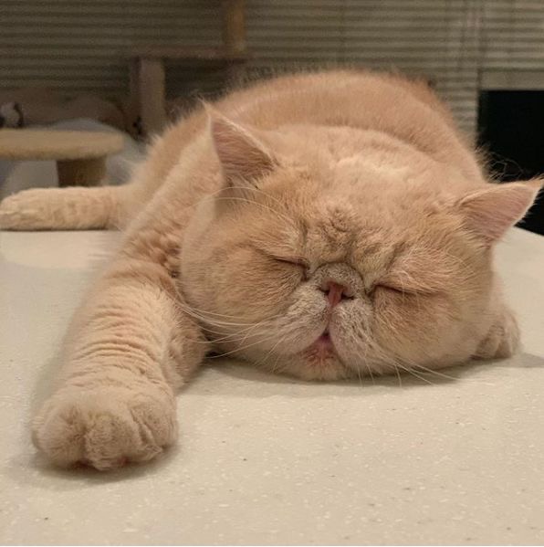 고양이-사진
