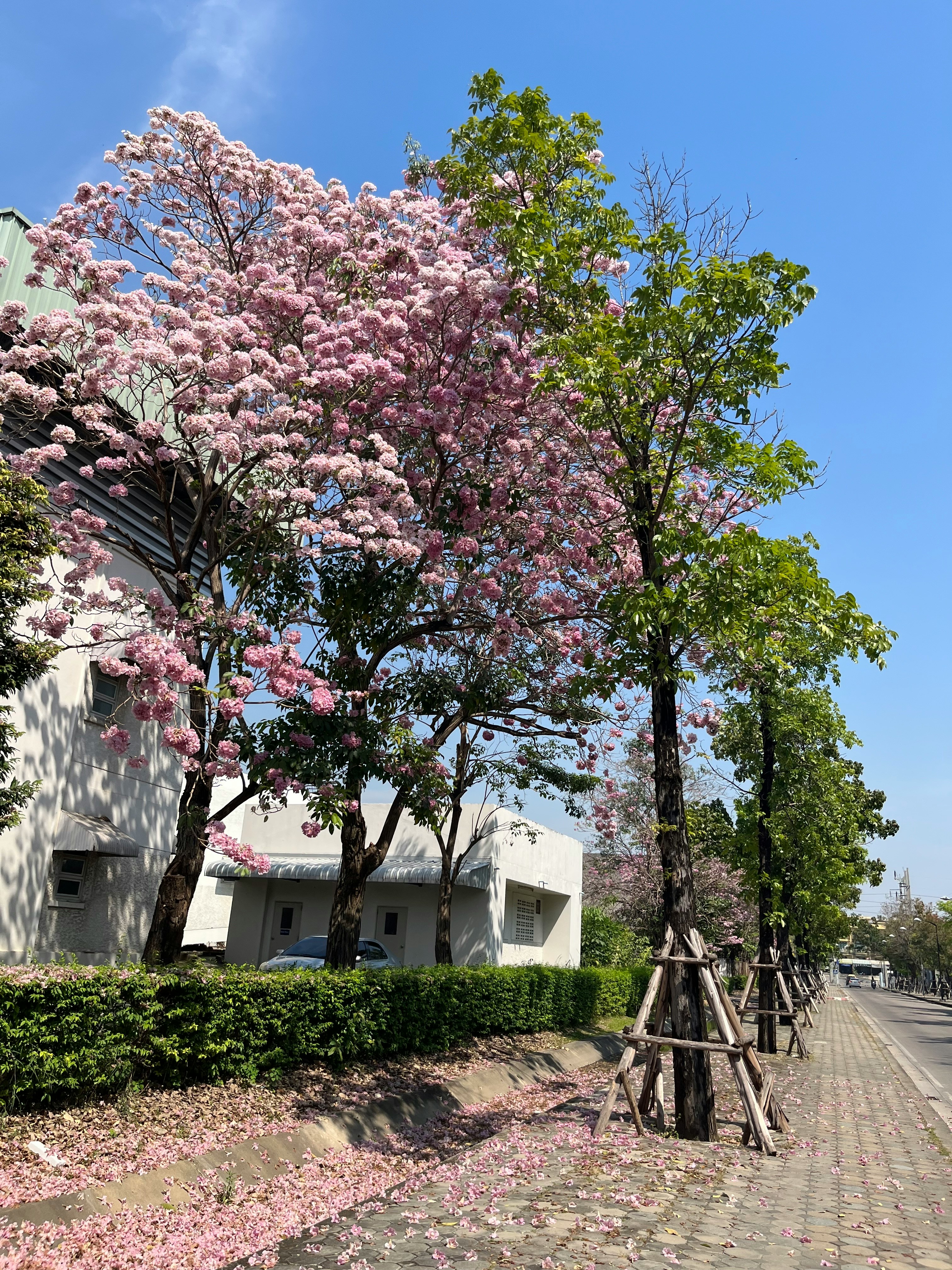 교환학생 추천 태국 중상위 대학 관련사진