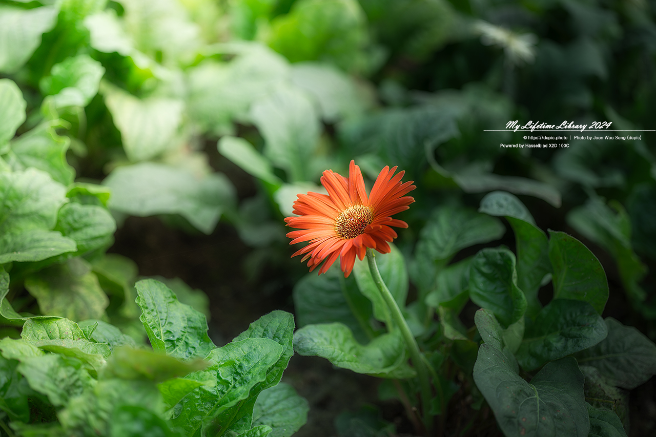 아산 세계꽃식물원 꽃