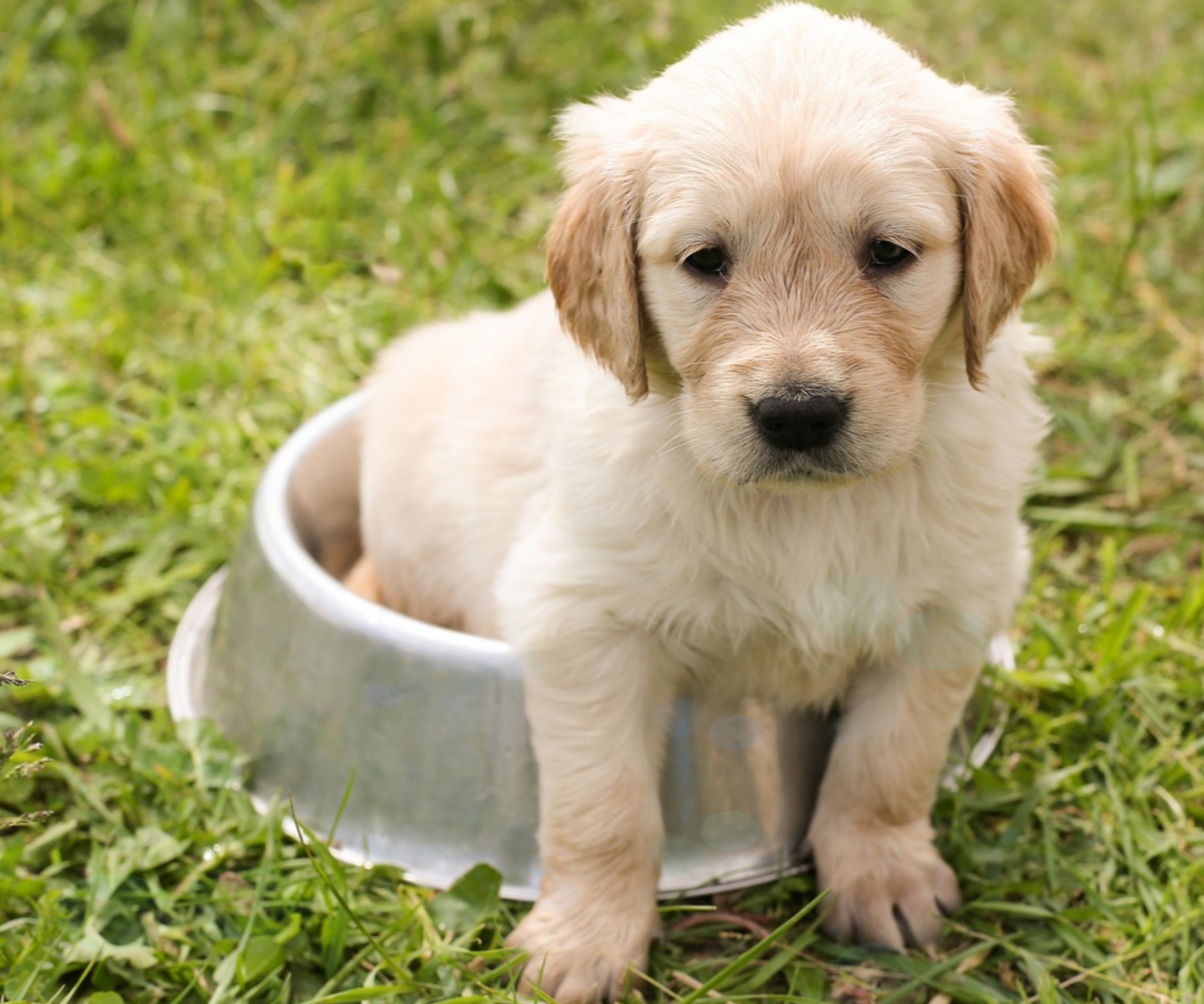 펫 테라피 들어보셨나요? 반려동물이 정신건강에 미치는 영향