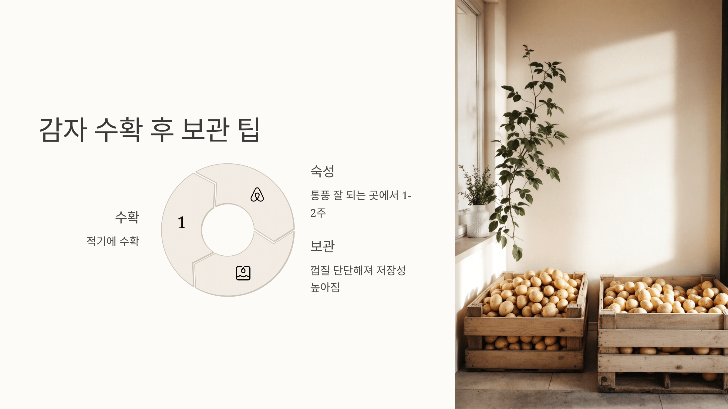 감자 사진입니다.