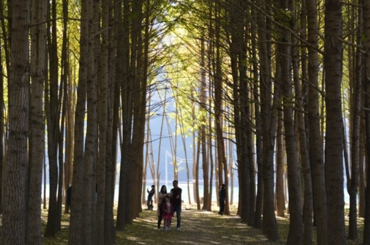 도리마을 은행나무숲