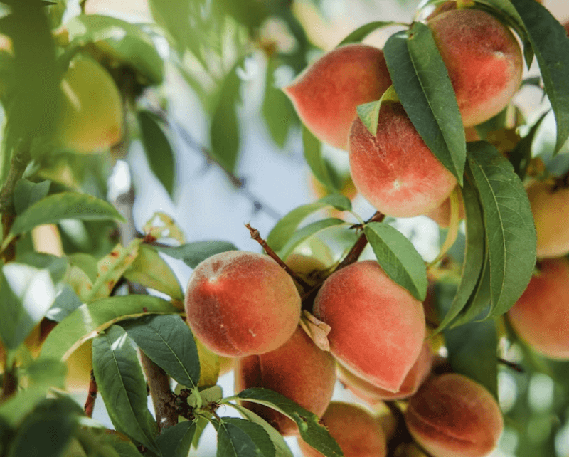 복숭아의-장점과-안맞는-음식