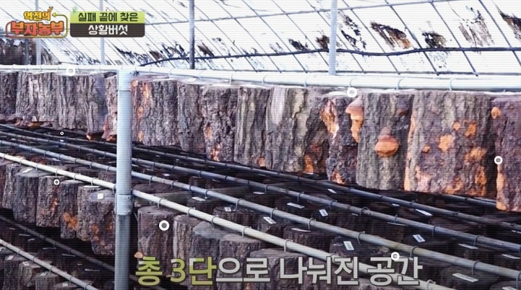 상황버섯-공중재배법-청정골농장