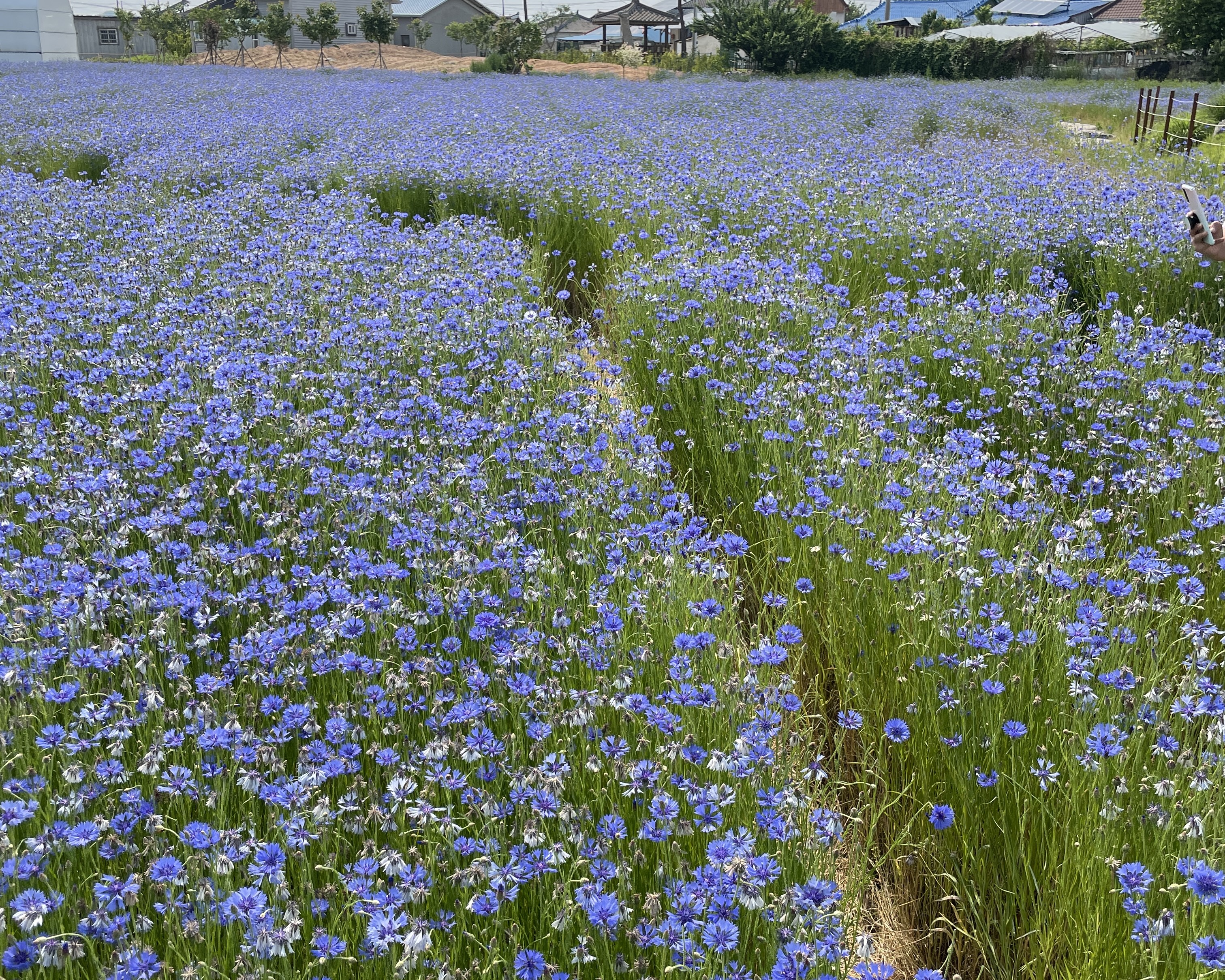 부안카페 파란곳간 수레국화