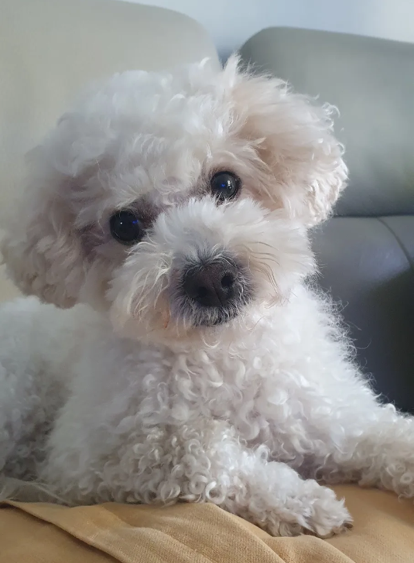 퓨숑똘똘이