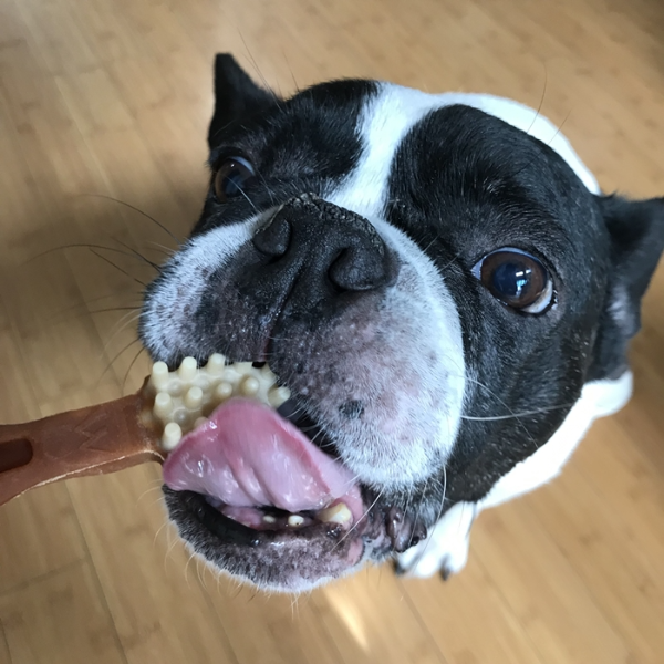 윔지스(whimzees) 칫솔