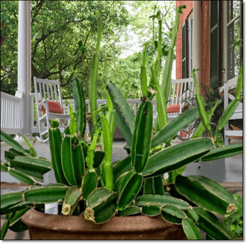 시서스 효능 및 활성 성분 섭취량과 주의점