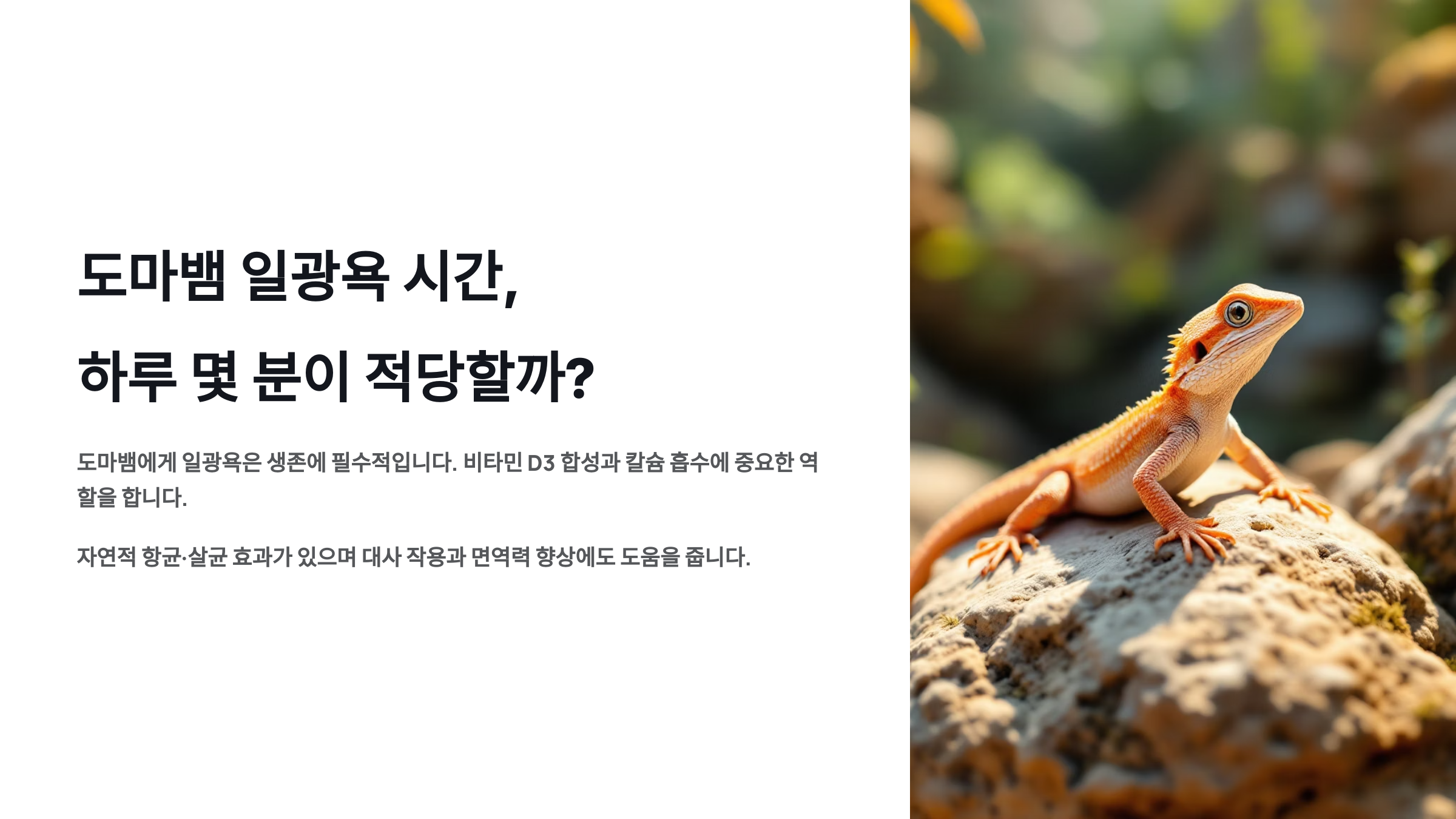 도마뱀 일광욕 시간, 하루 몇 분이 적당할까?