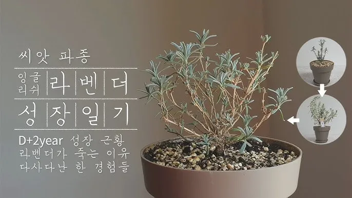 라벤더 키우기 물주기 향기관리 통풍일조 집에서도 가능한 관리_3