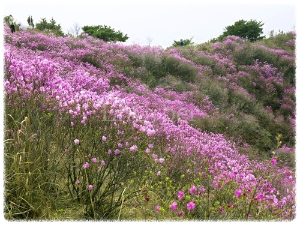 고려산