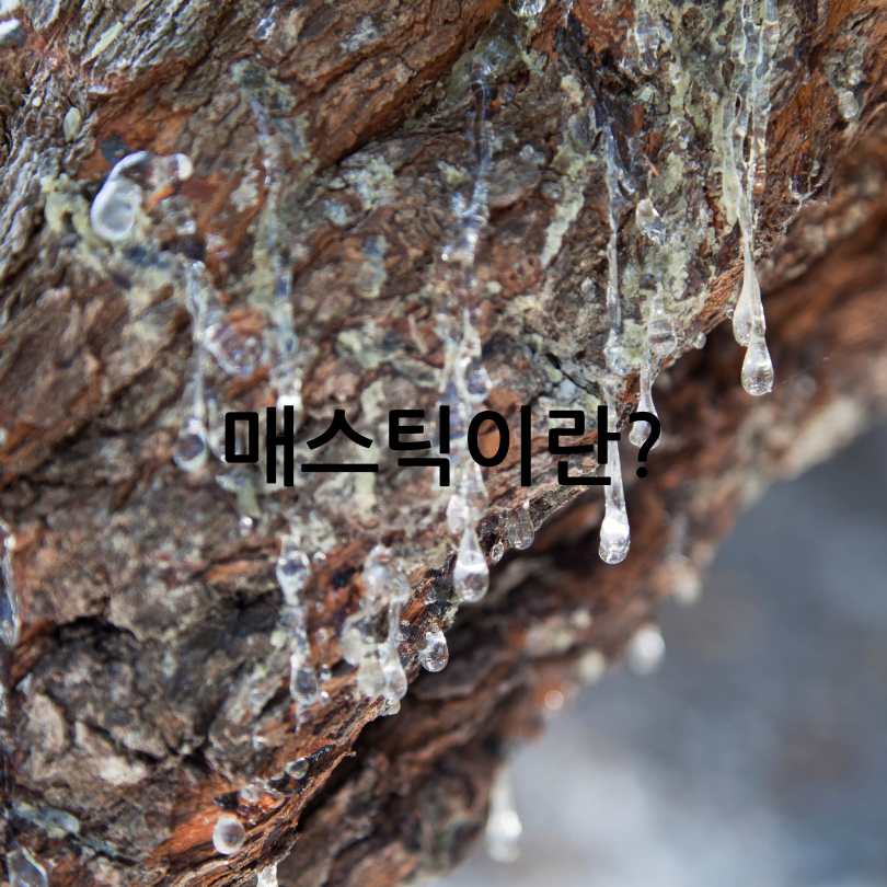 매스틱 효능&amp;#44;부작용&amp;#44;복용법