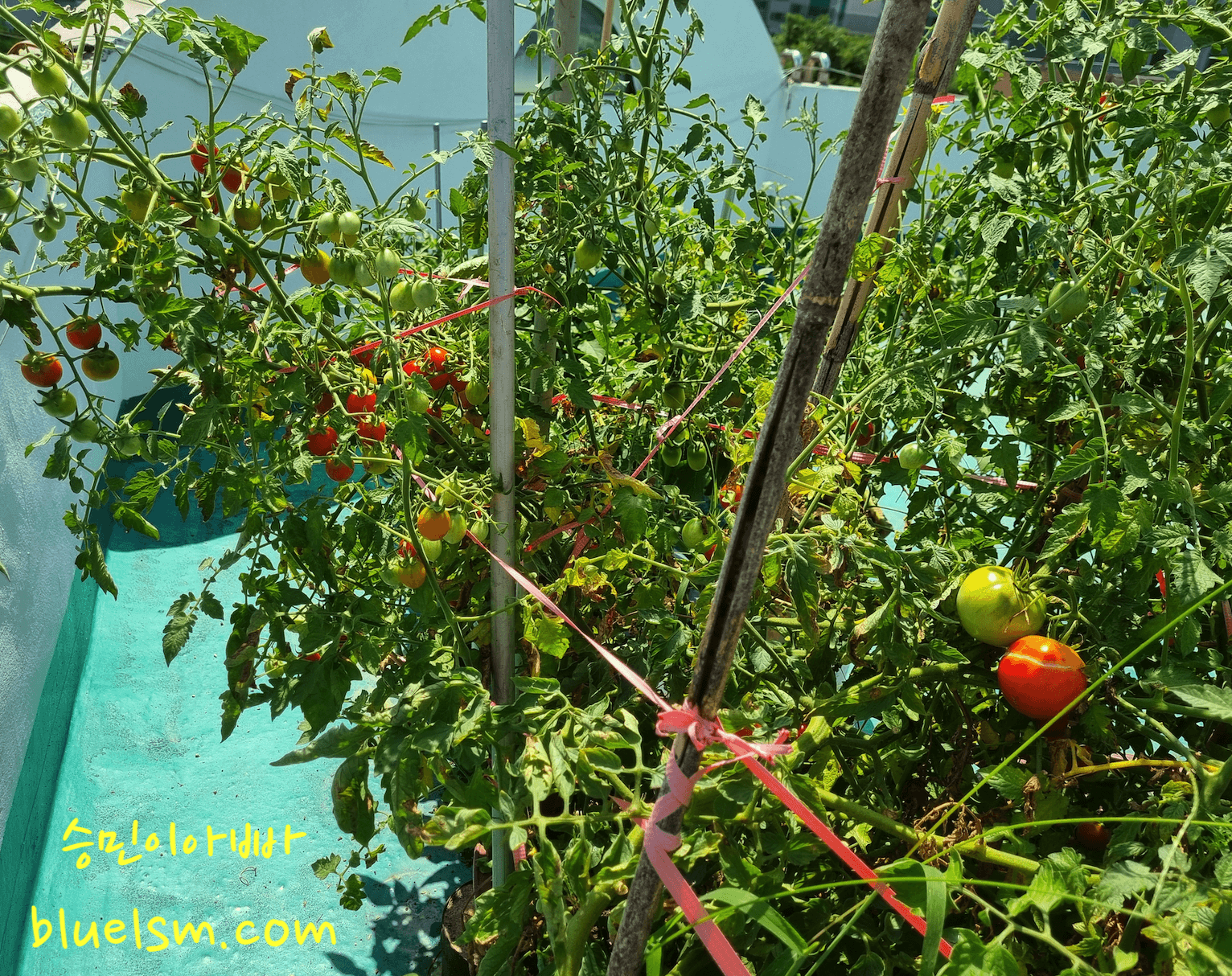 옥상 방울토마토