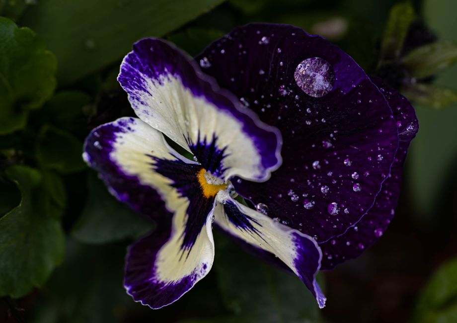 Detailed macro shot of a vibrant purple pansy covered in water droplets, capturing its beauty.