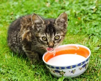 고양이 먹을수있는 고기, 효능_32