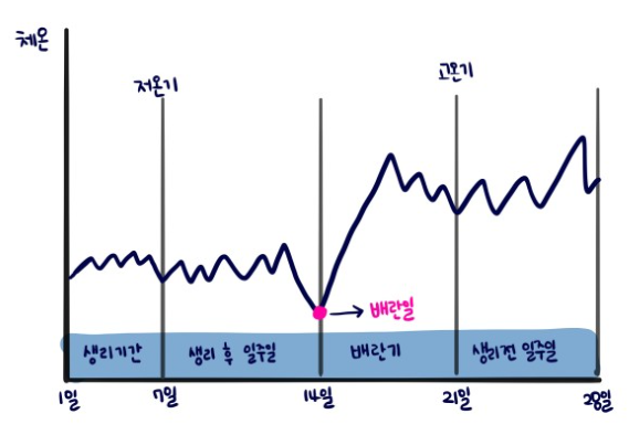 배란기 증상