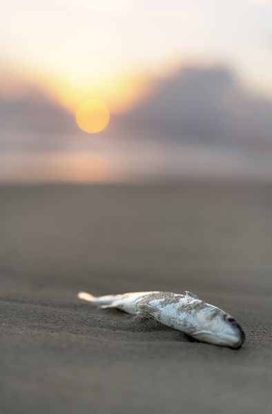 유엔해양총회가 이끄는 글로벌 해양 보호의 방향