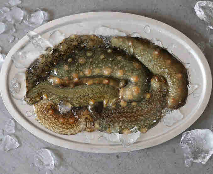 바다의인삼_해삼