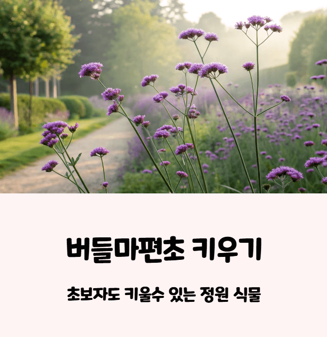버들마편초