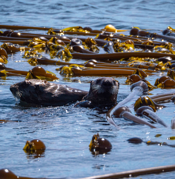 다시마가루 효능