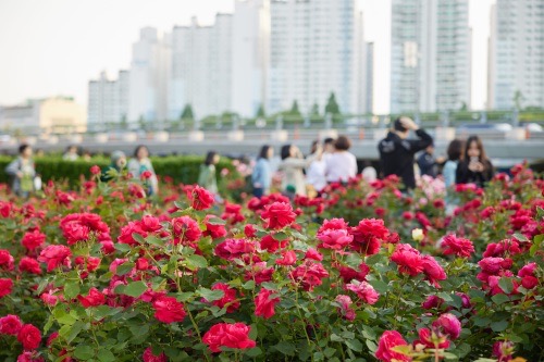 중랑 서울 장미축제 포토존