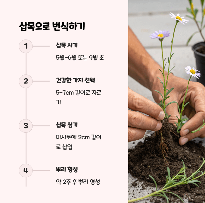 사계국화 키우기