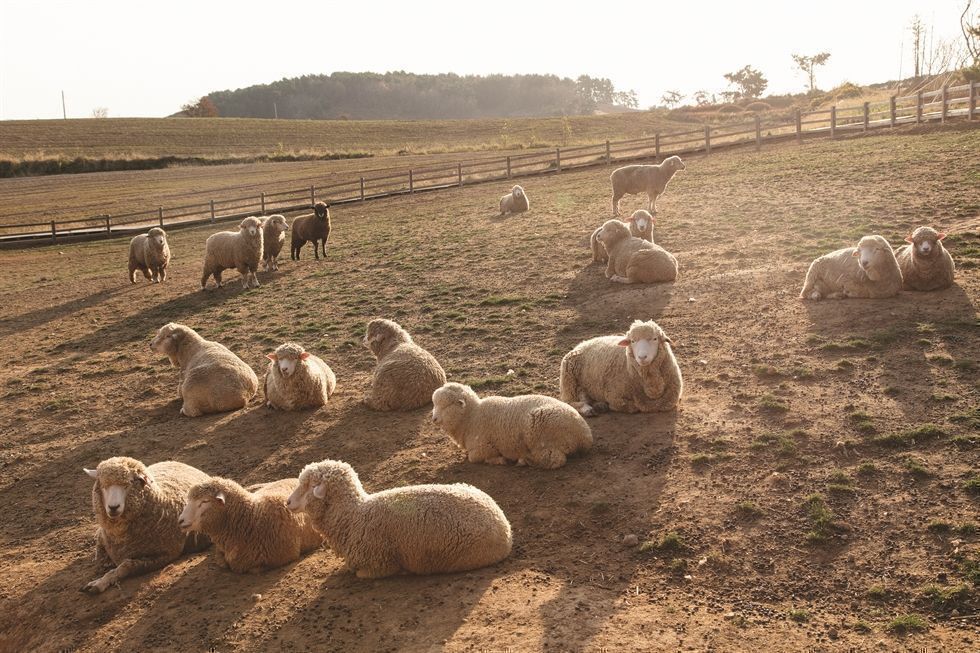 고창 상하농원 수목원 관람 가이드 ❘ 이용 정보·체험 포인트·계절별 매력 총정리