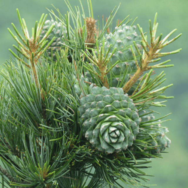 시더우드 (Cedarwood)