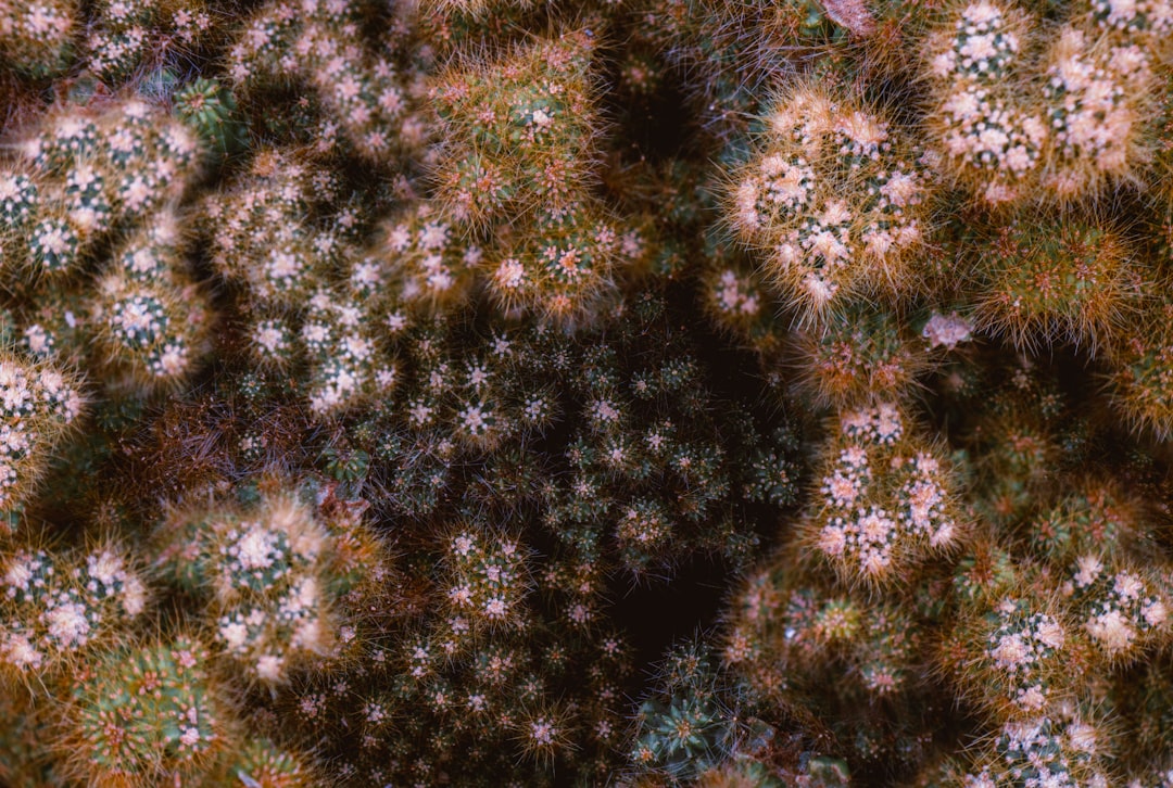 Measles