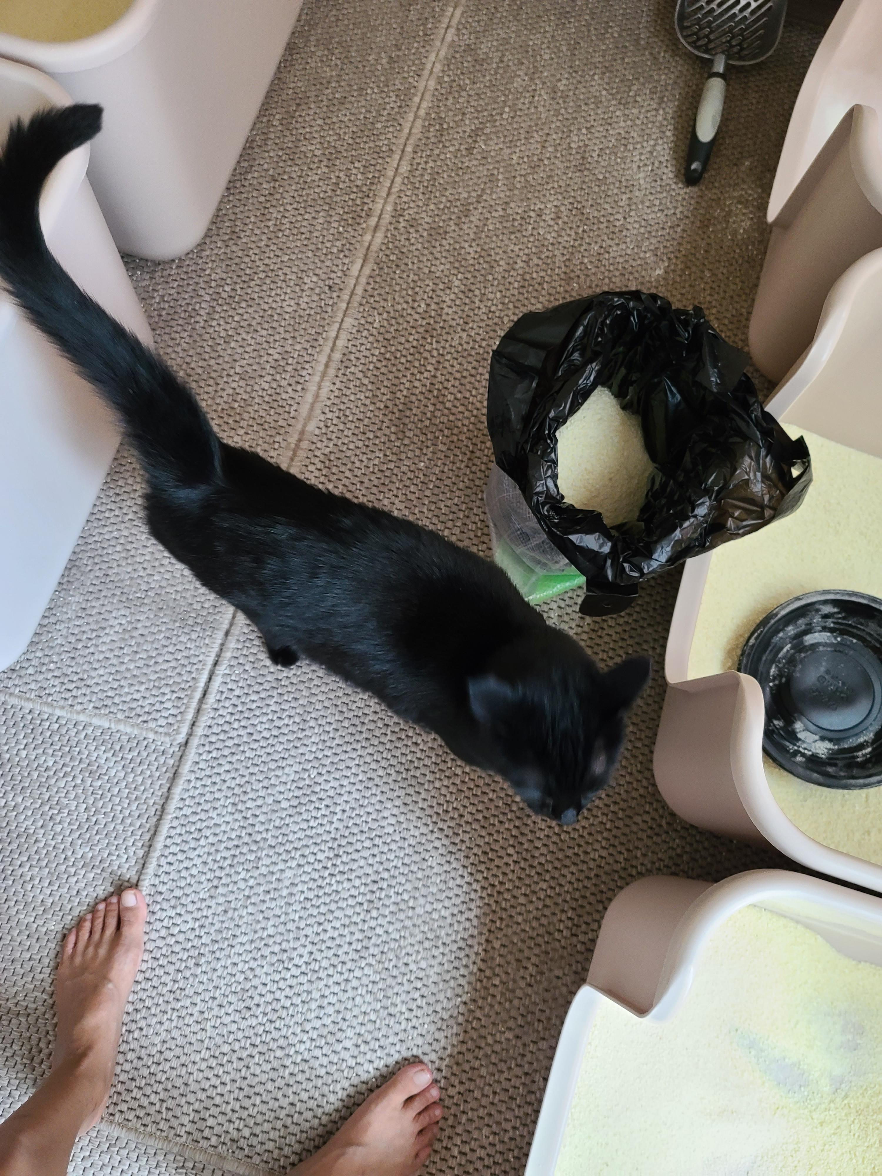 때가 되었다! 아이들 화장실 모래 전체갈이 한날.