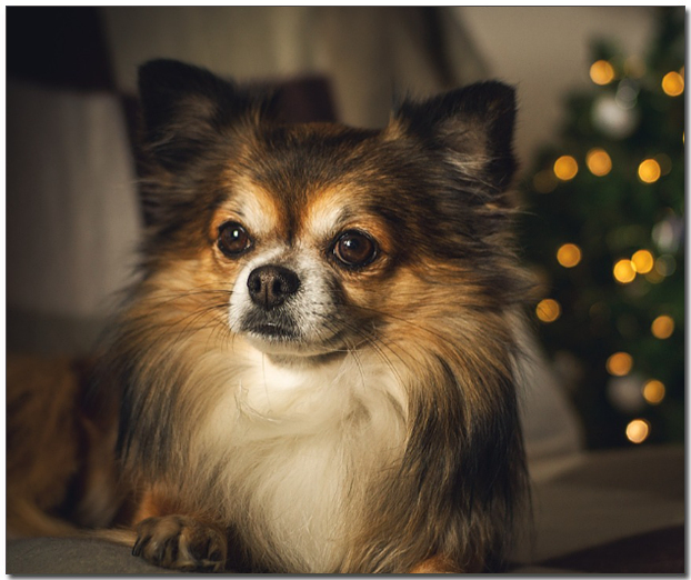 짙은 갈색 치와와