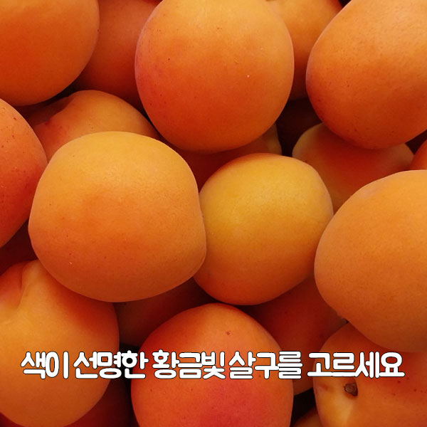 색이 선명한 황금빛 살구를 고르세요