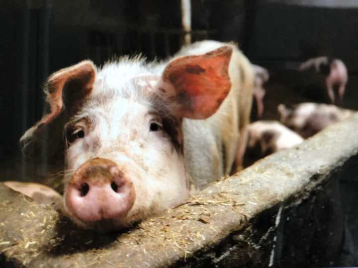 돼지우리-속-돼지