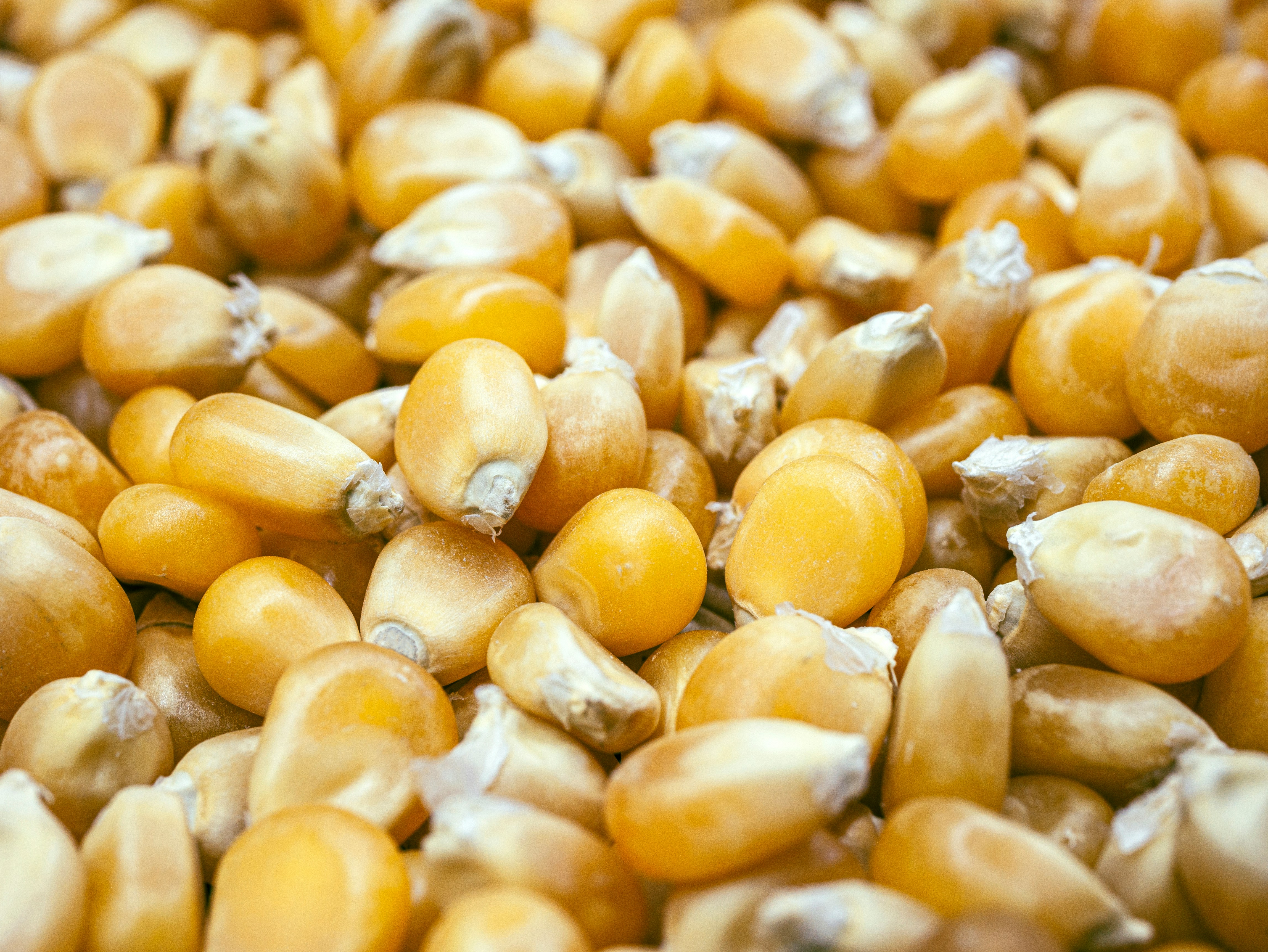 야생에서 채취를 한 옥수수의 씨앗을 다 분리를 해서 바닥에 수북하게 쌓아두고 확대를 하여 찍은 사진