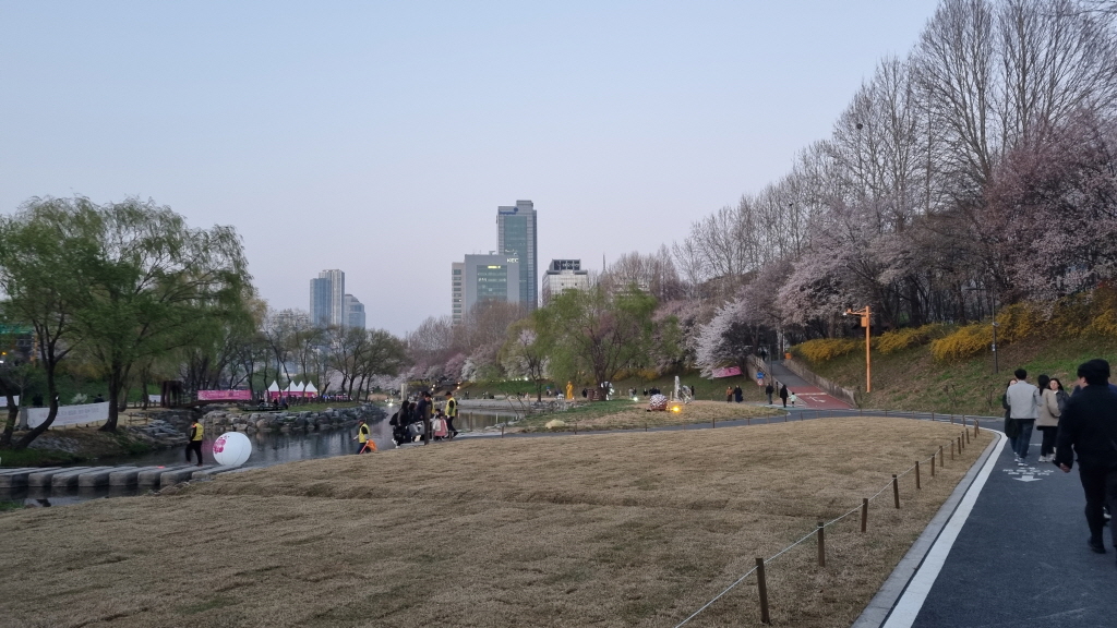 양재천벚꽃축제