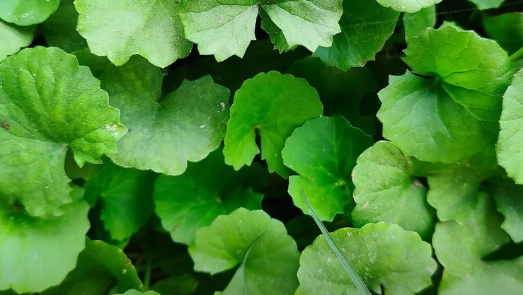 센텔라아시아티카(병풀)