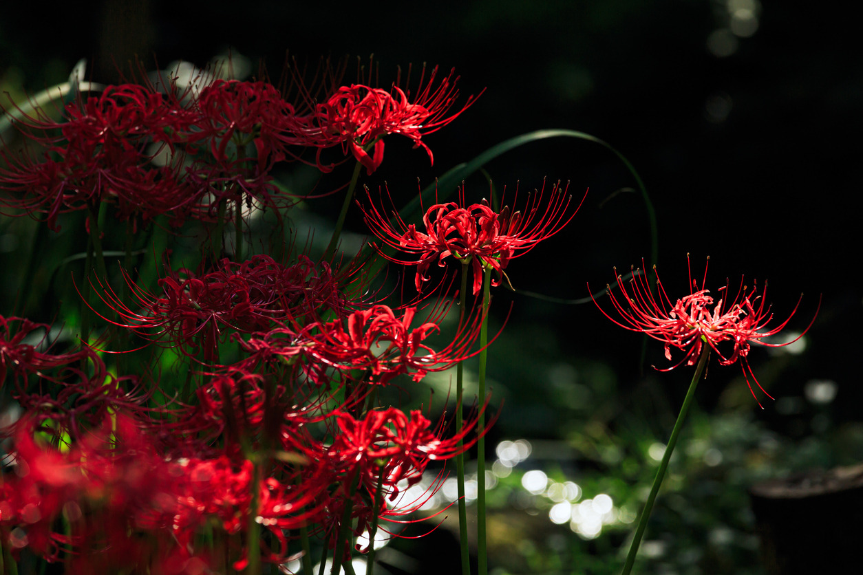 상사화 꽃무릇 차이