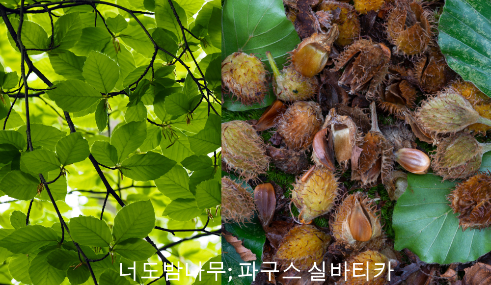 alt="너도밤나무 잎, 너도밤나무 돛대"