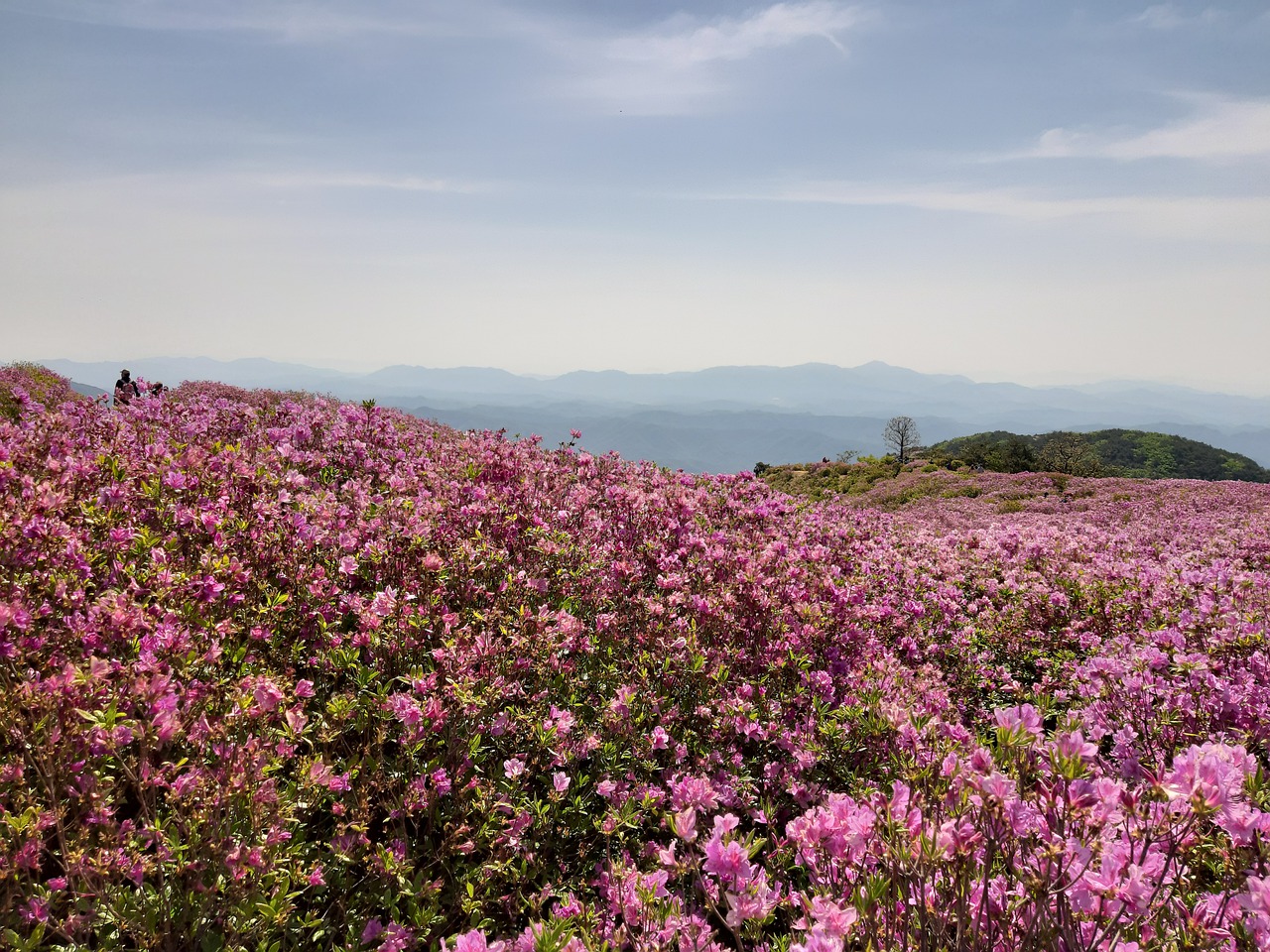 황매산