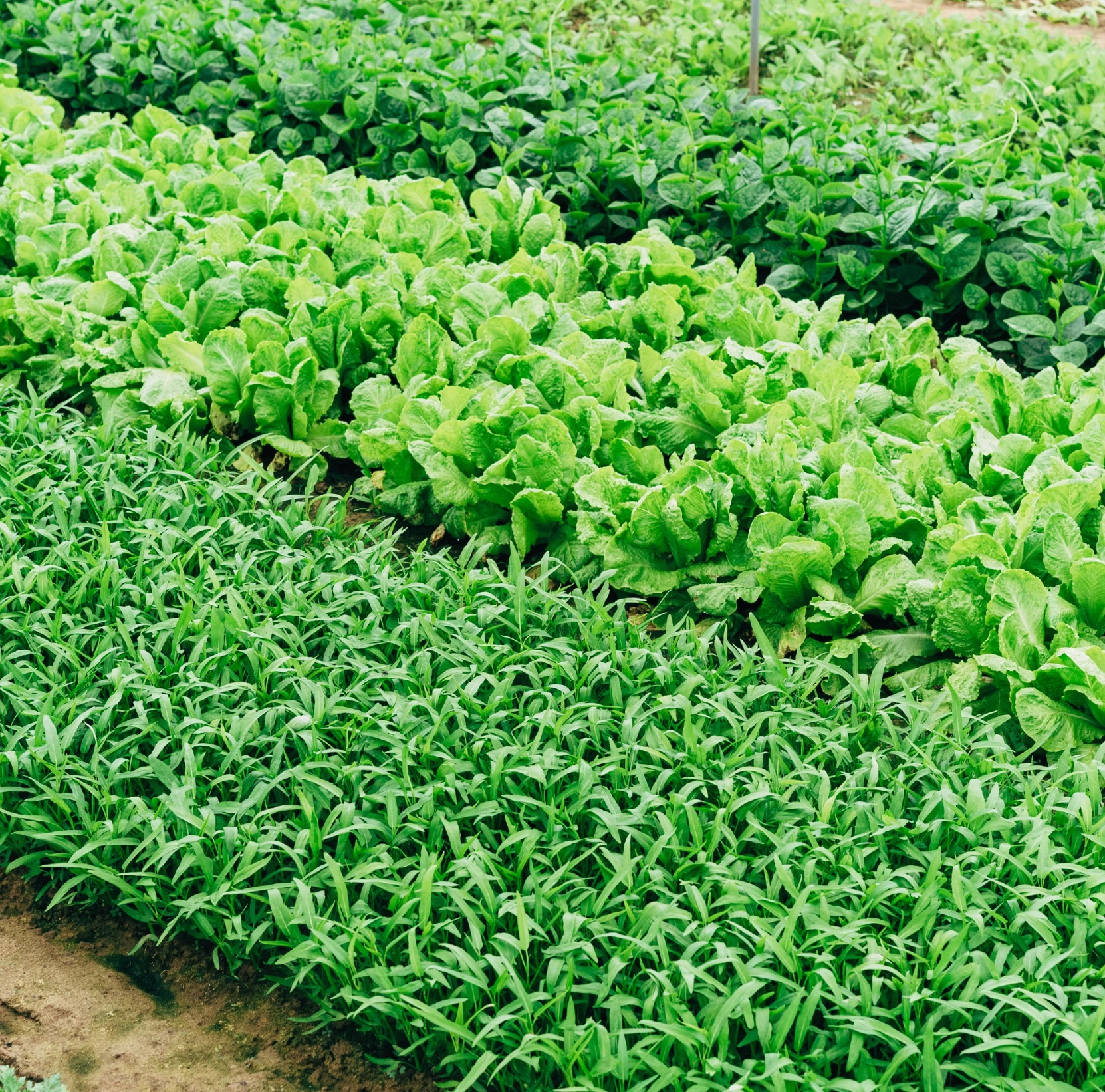 갑상선기능항진증에 좋은 음식