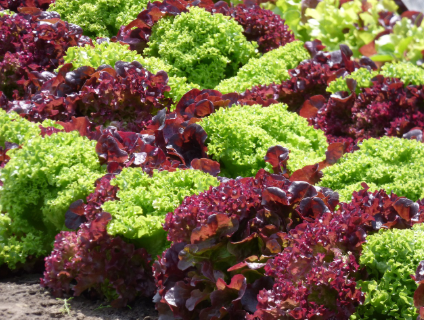 6월 텃밭 작물 추천 상추