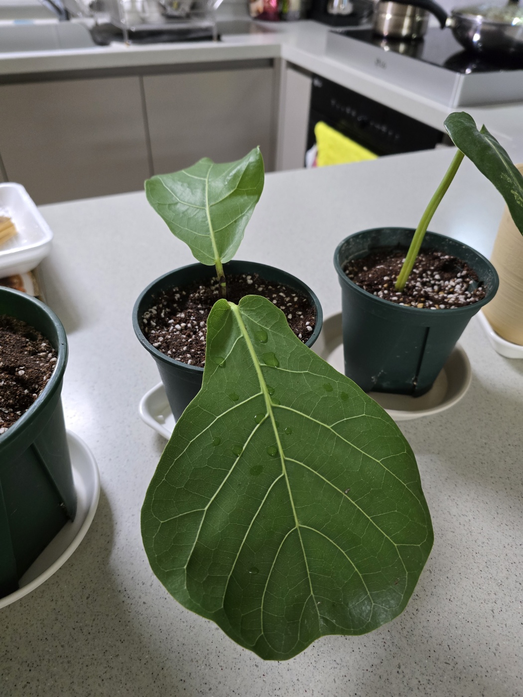 화분에 심은 떡갈고무나무