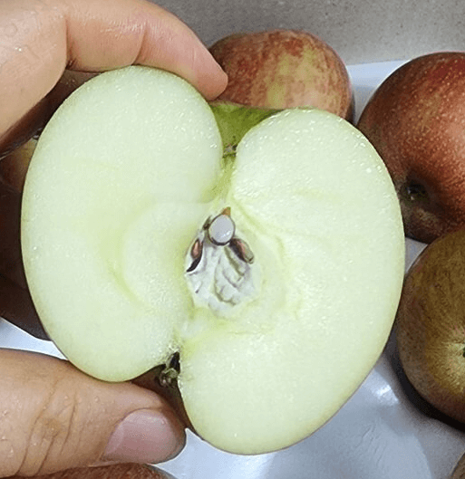 사과반쪽