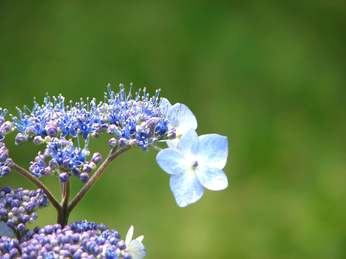 수국과 산수국의 차이, 알고 보면 다른 식물