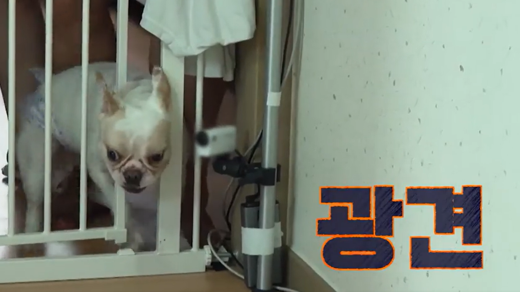 개와 늑대의 시간