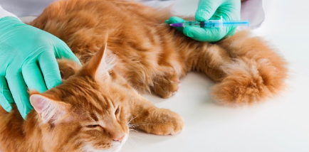 백신 접종하는 고양이.